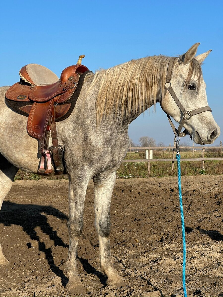 Arabský plnokrvník - 2