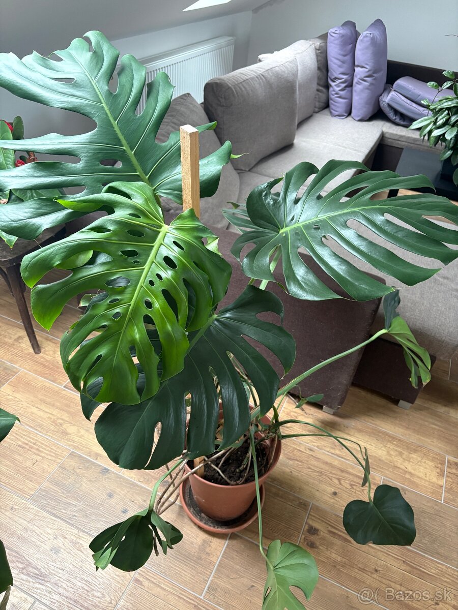 Monstera deliciosa - monsterka - 2