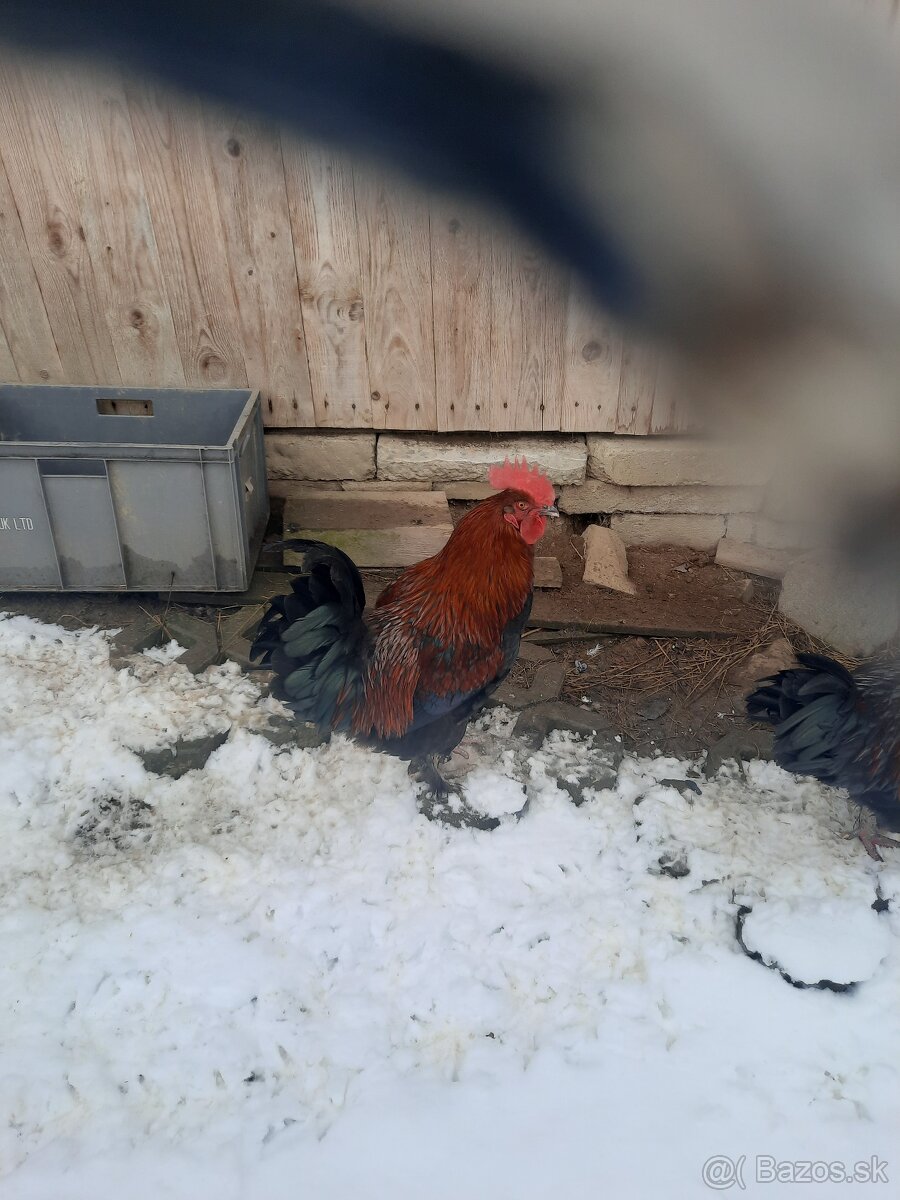 predám kohúta Marans - 2