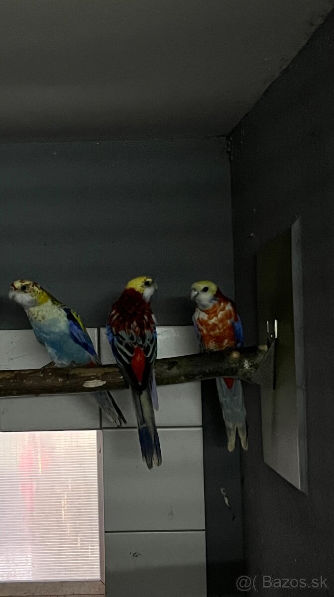 Samice rozela žltohlavá opalin - 2