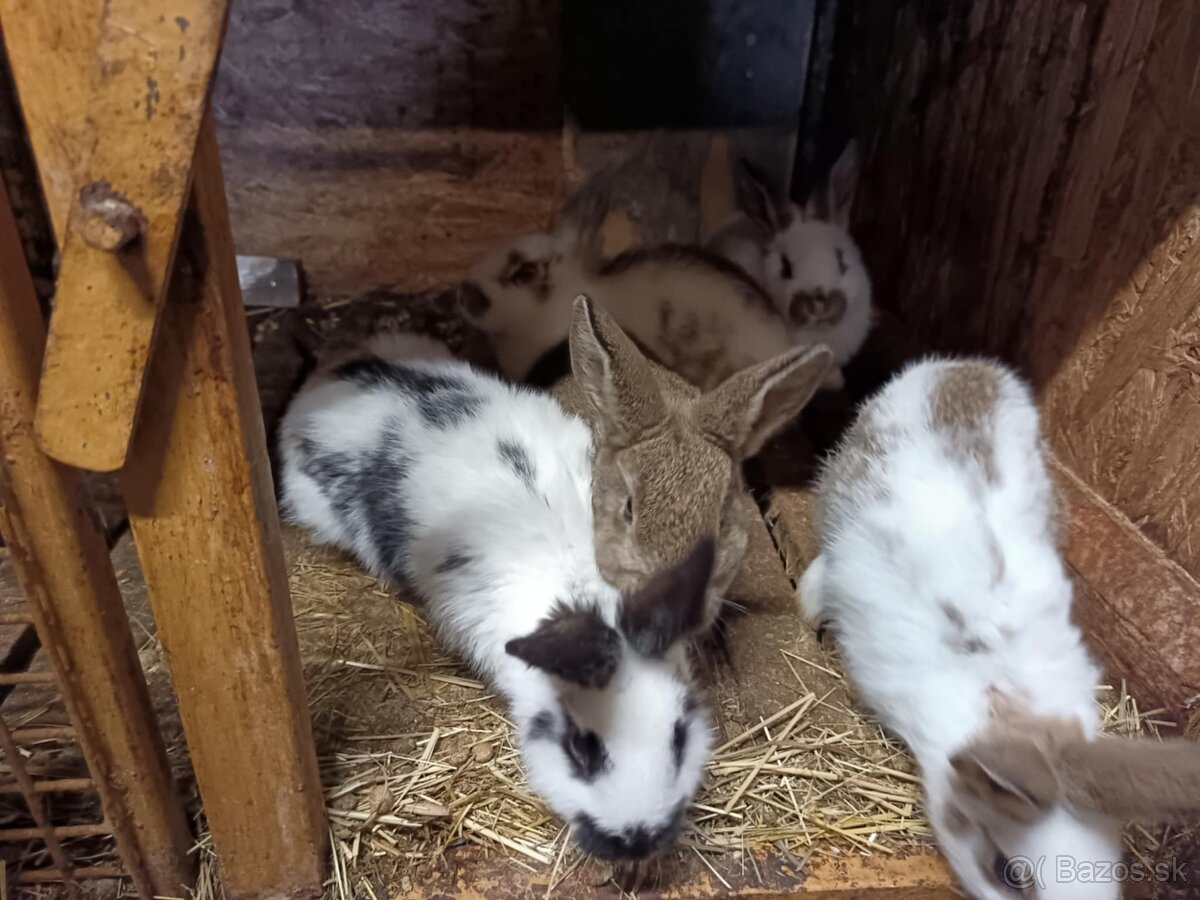 Králiky, zajace - 2