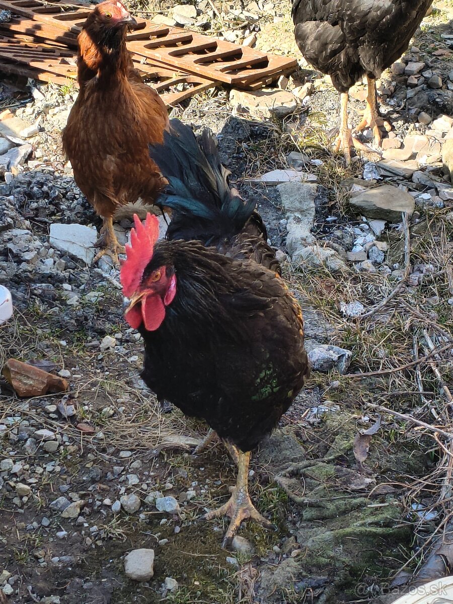 Predám kohúty - 2