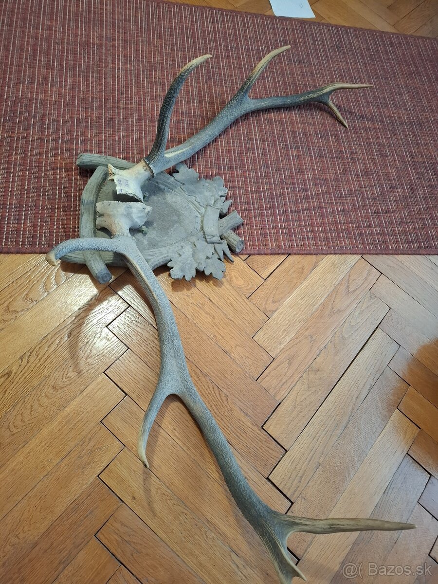 Starožitné parohy cca 1,8 kg - 2