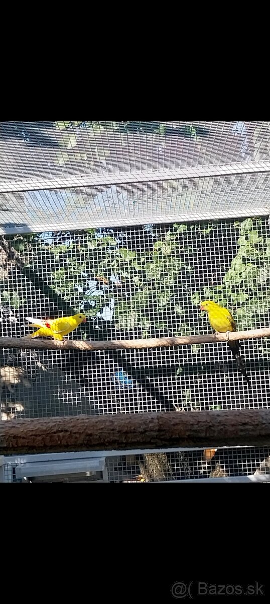 Papagaj horský Lutino - 2