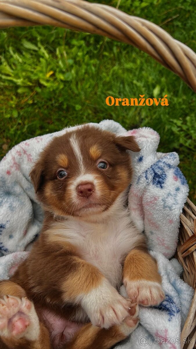 Australský ovčák bez PP - 2