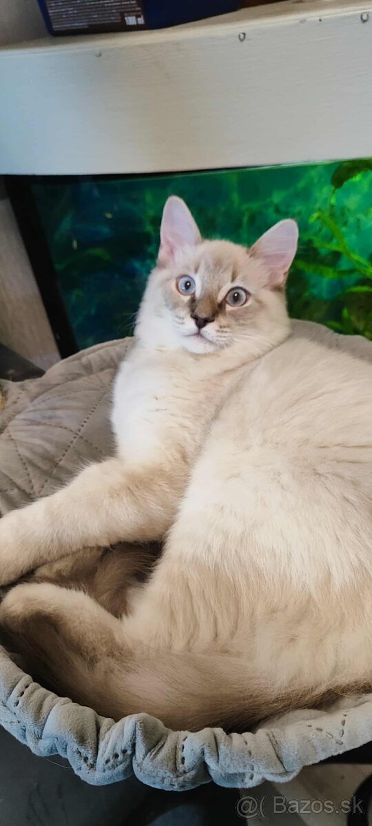 Ragdoll kocúrik bez PP - 2