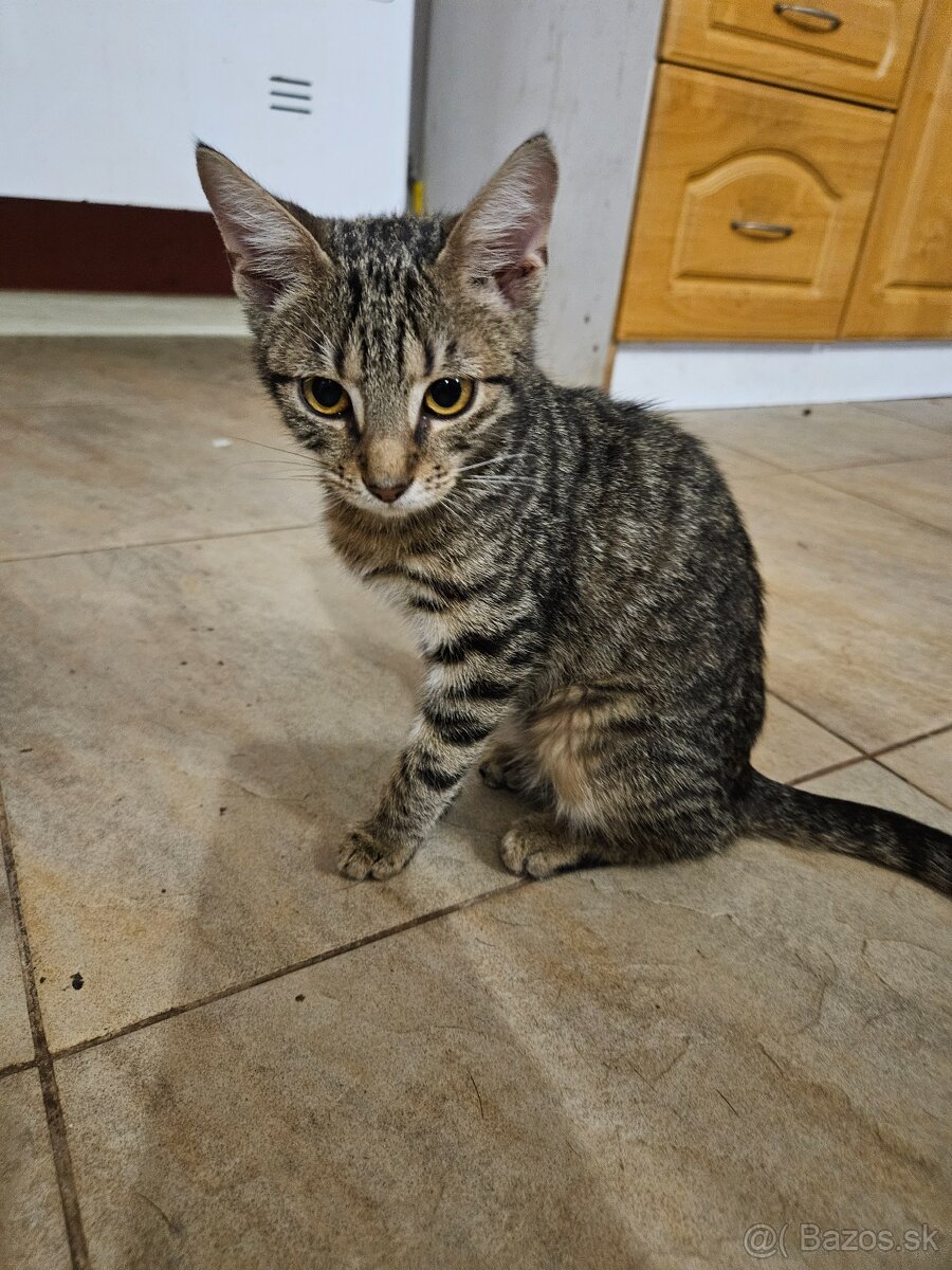 Darujeme mačiatka - 2