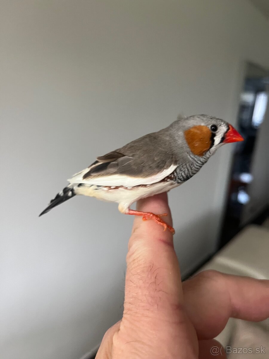 Zebrička austrálska - 2