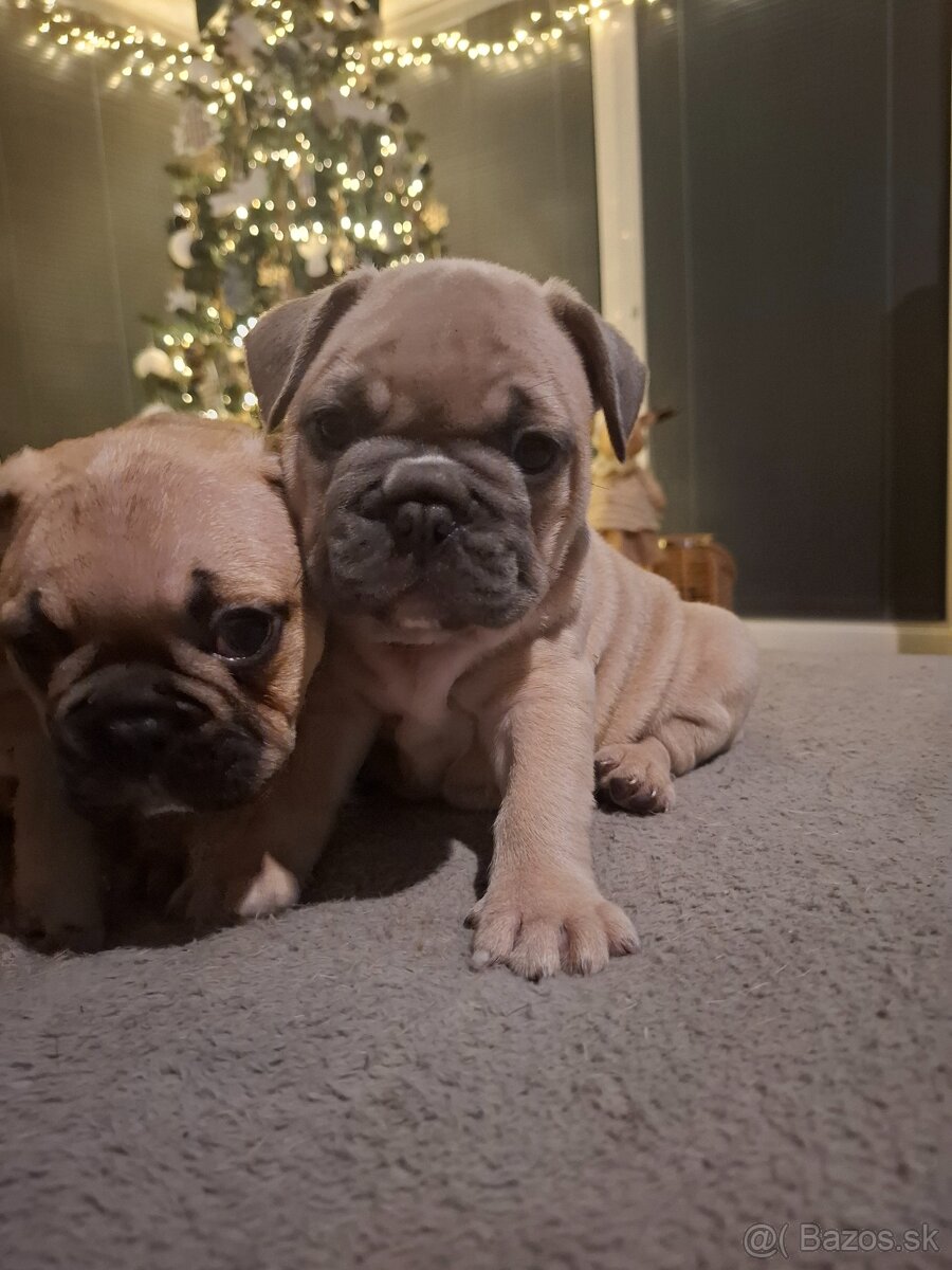 Francúzsky buldoček - 2