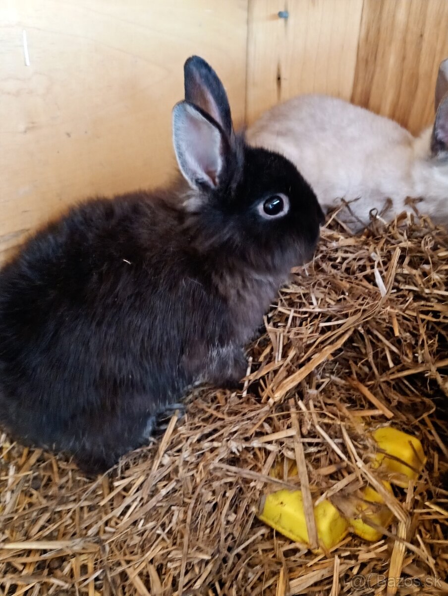Predám kraliky - 2