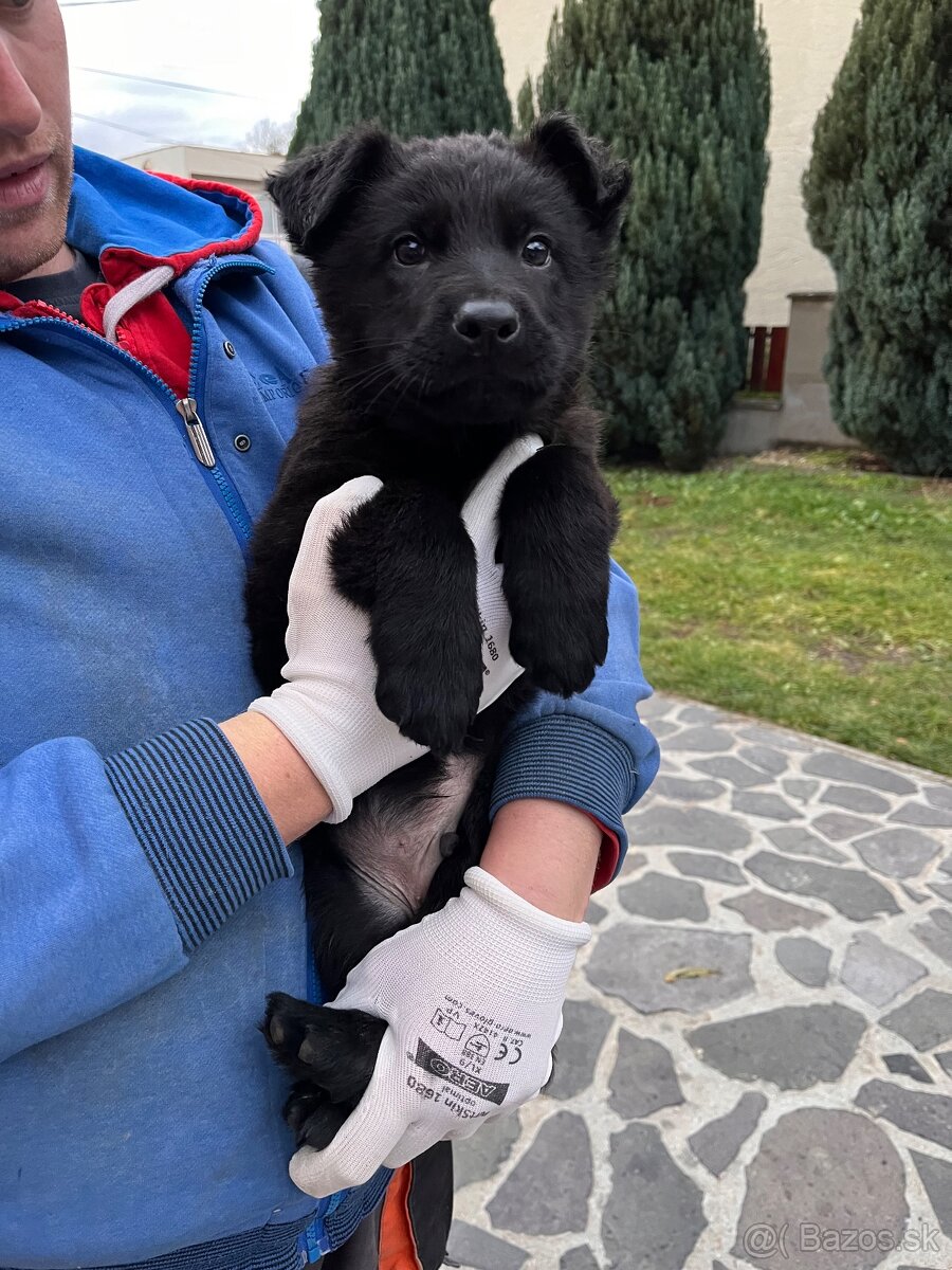 Nemecký ovčiak - 2