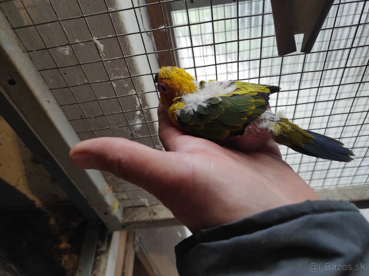 Aratinga slnečná - 2