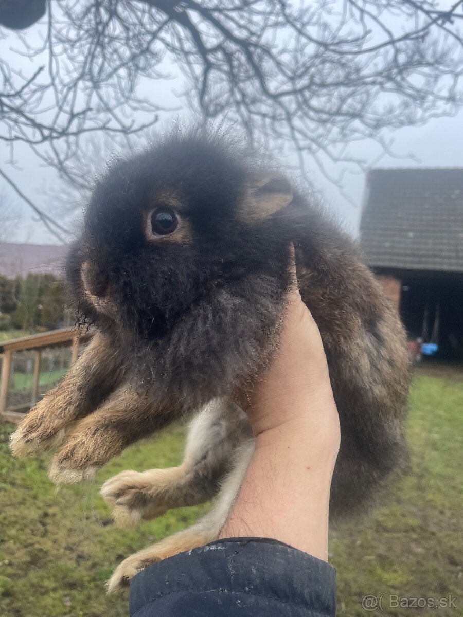 Zakrslý králik s Teddy génom - 2