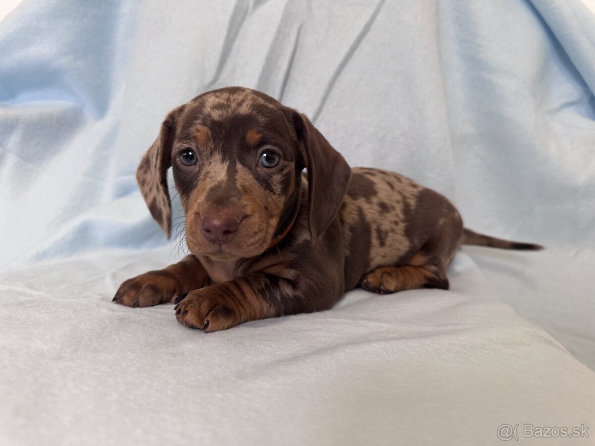 Jazvečík trpasličí hladkosrstý - 2