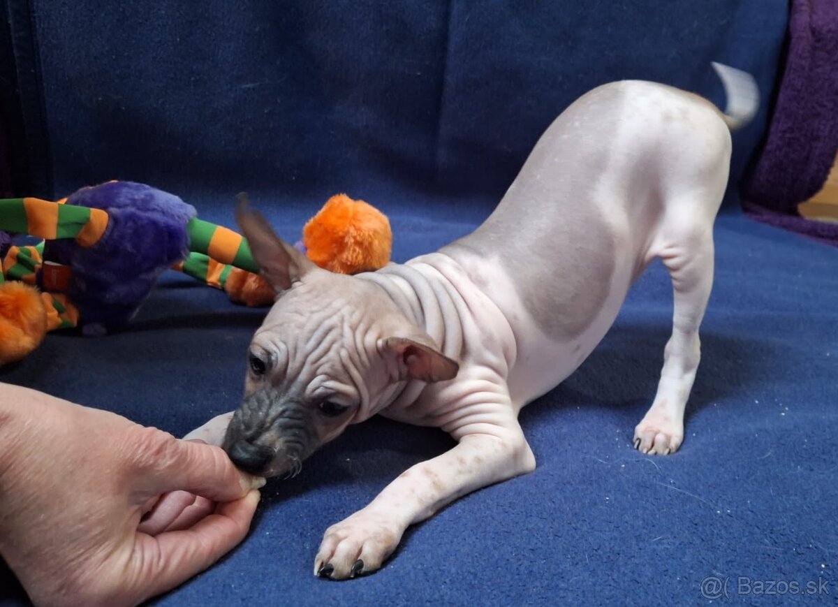 Americký bezsrstý teriér s PP FCI - 2