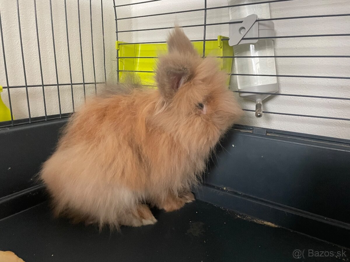 Zakrslý králik - 2