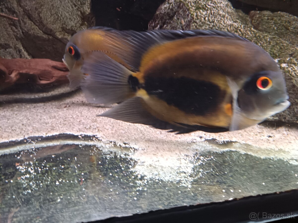 Uaru amphiacanthoides - 2