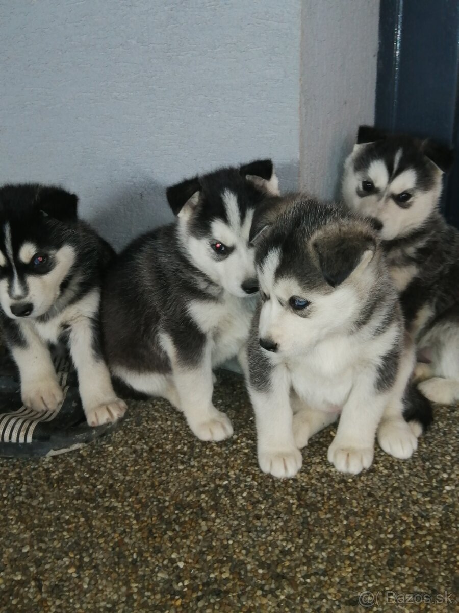 Sibirsky húsky - 2