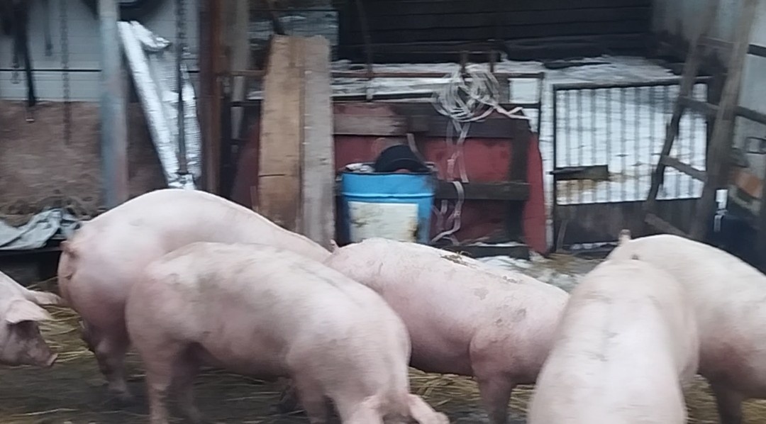 Predám ošípané - 2