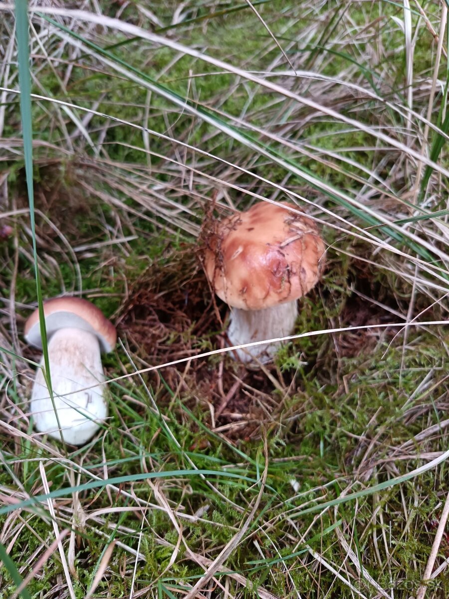 Hríby dubáky a kozáky - 2