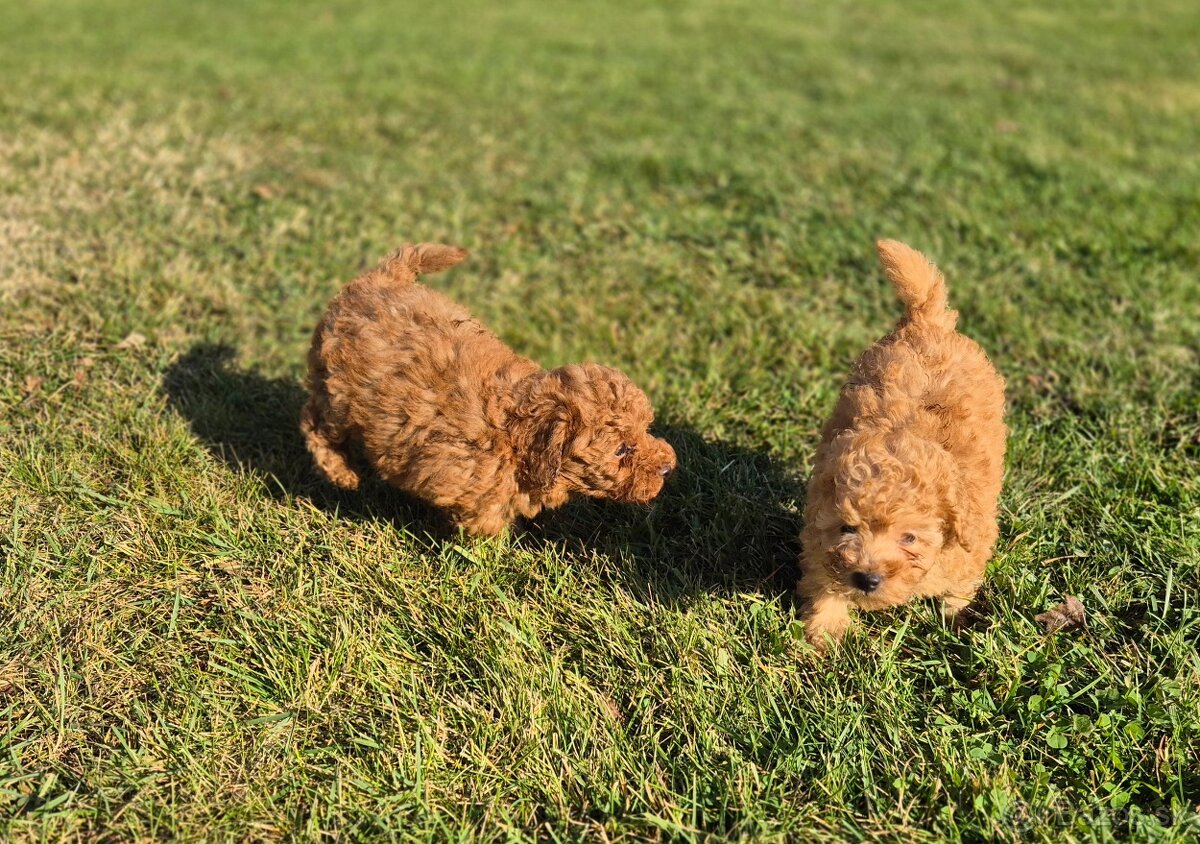 Pudel toy/trpaslík - 2