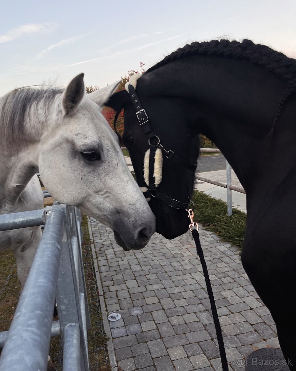 Stajník/Ošetrovatel/Technické práce - 2