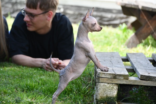 peruansky nahac - Peruánsky miniatúrny bezsrstý pes - 2