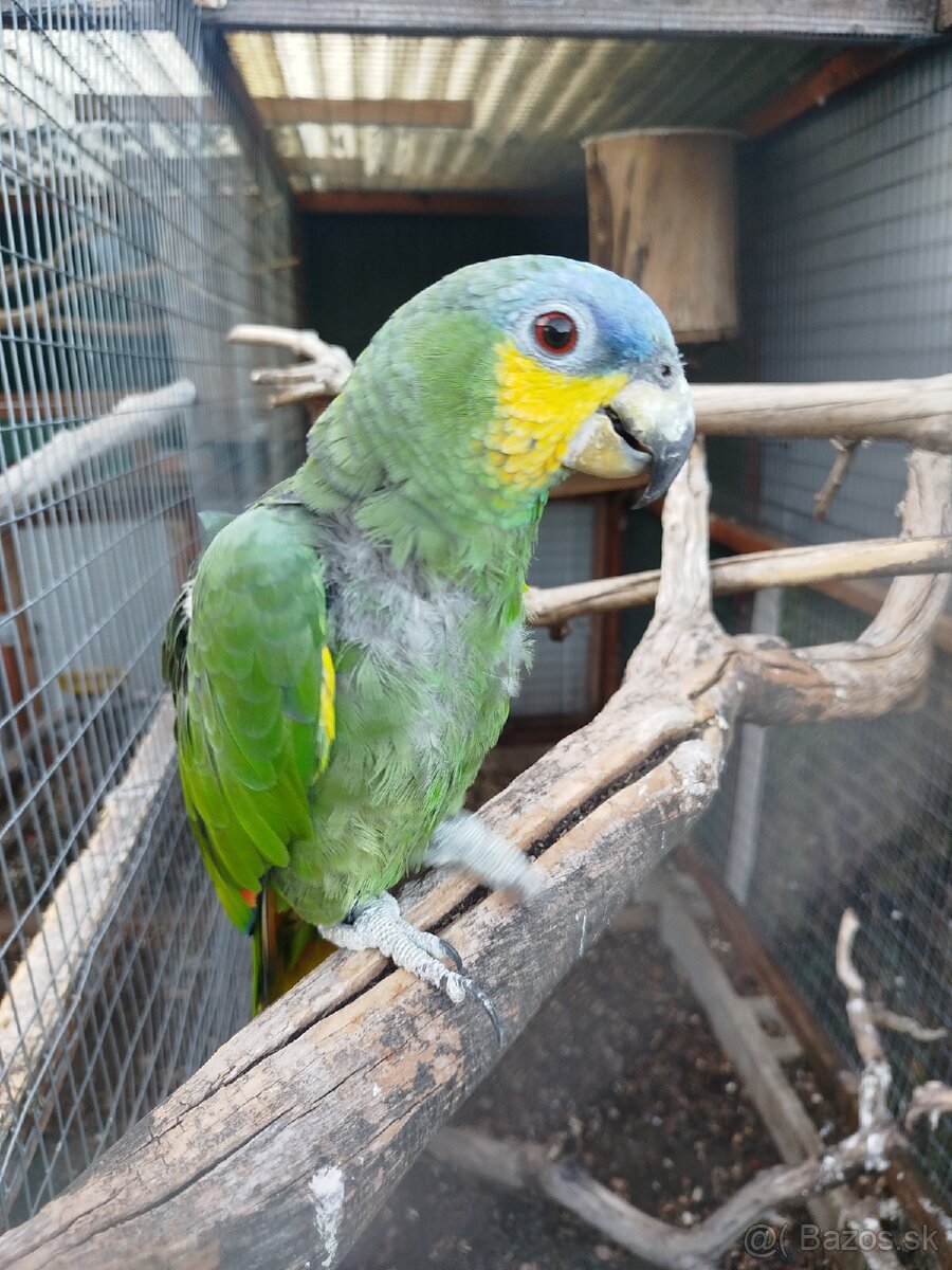 Amazonan Venezuelský - 2