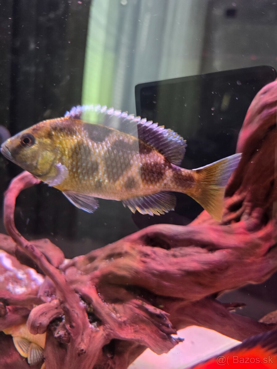 Venustus - 2