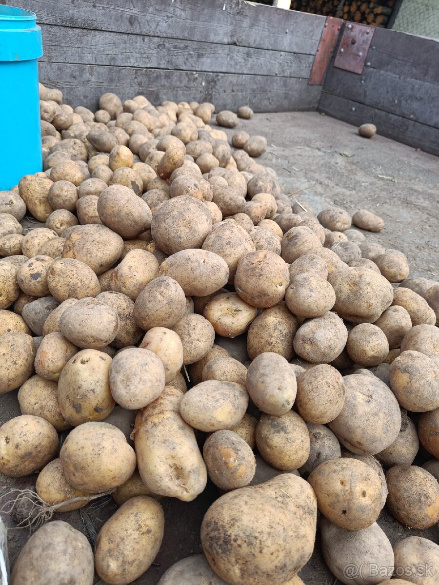Zemiaky konzumne - 2