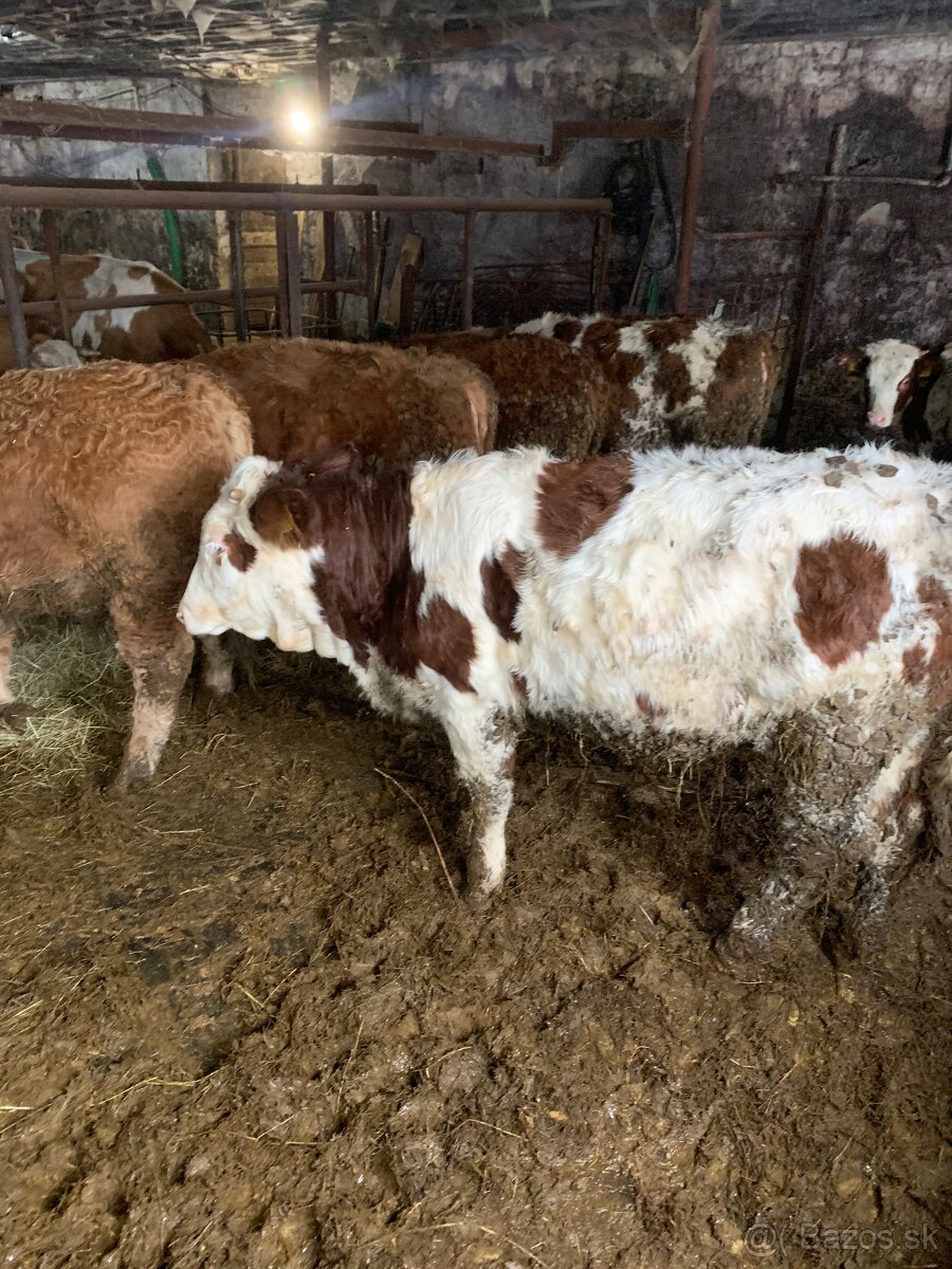 Predám teľatá - zástav 19ks - 2