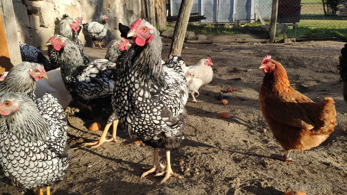 Wyandotky kohúty - 2