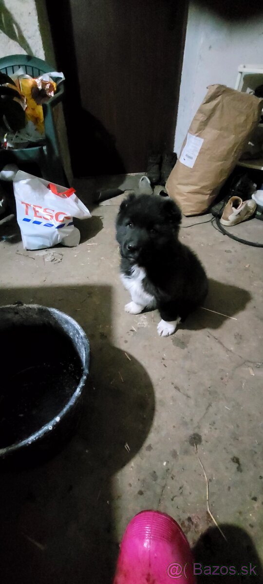 Stredoazijsky ovciak - 2