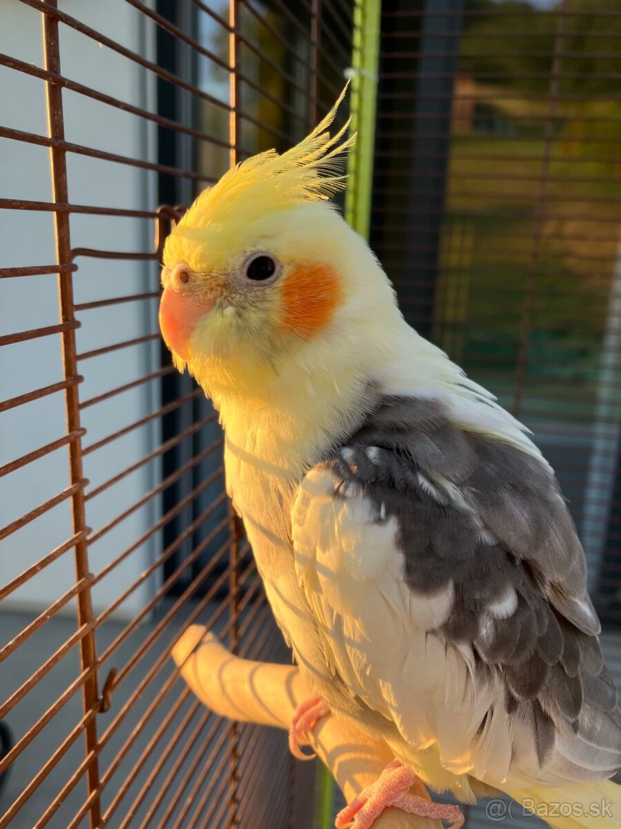 Hladam docasny domov pre korelu - 2