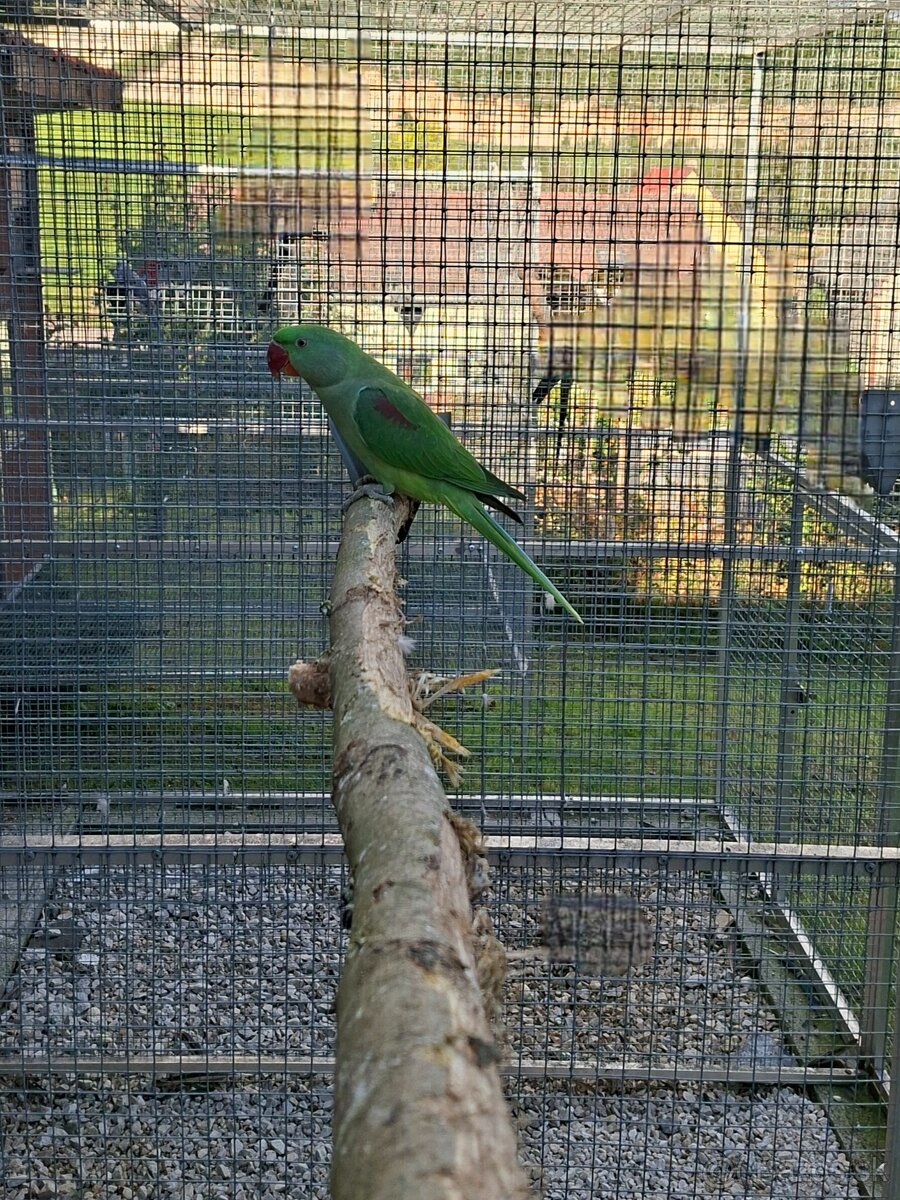 Alexander Veľký - 2