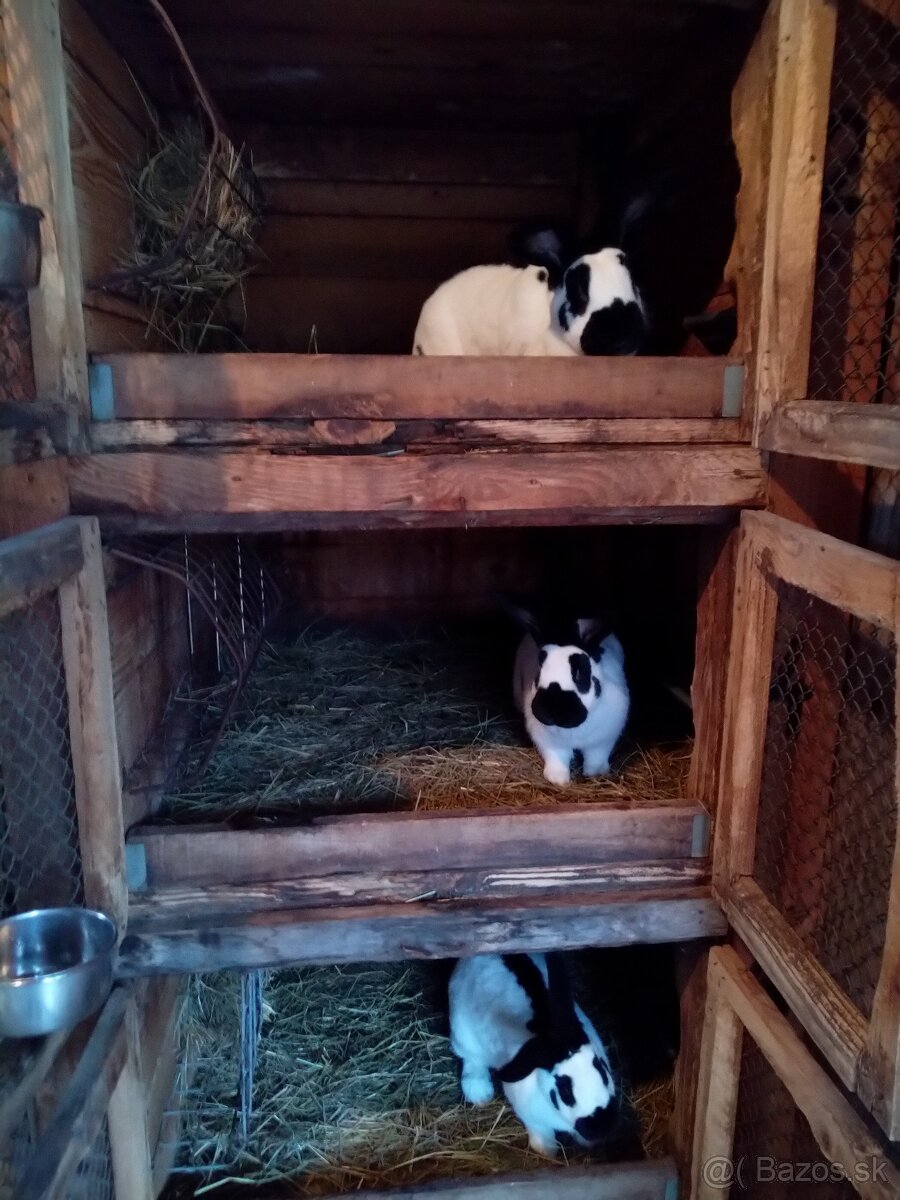 Nemecký obrovitý strakáč - 2