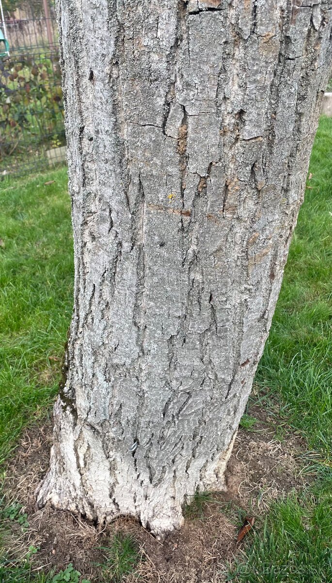 Orechové drevo - 3 ks (kmene) - 2