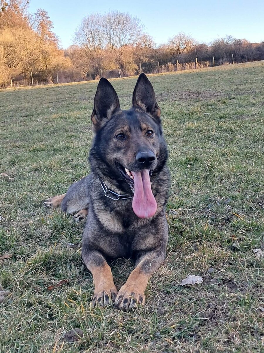 Nemecký ovčiak - 2