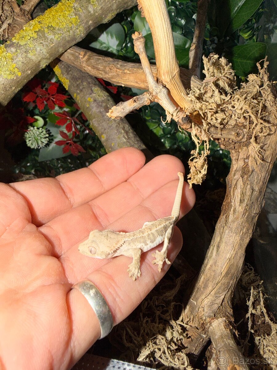 Pagekon riasnatý + Terárium - 2