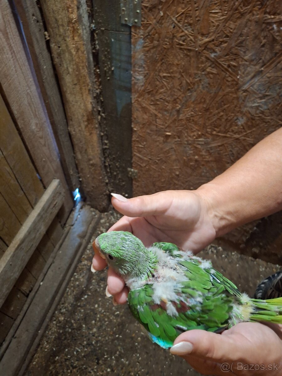 Alexander veľký - 2