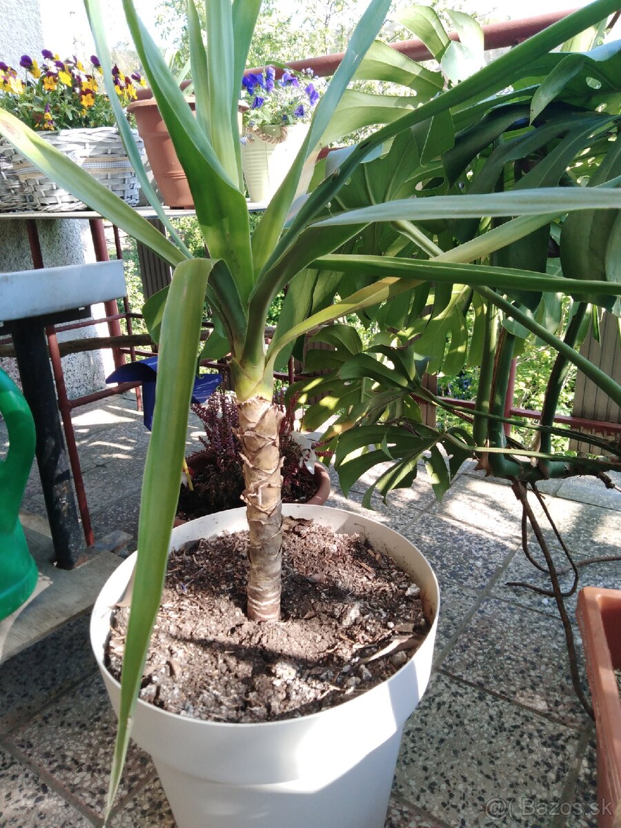 Predám Yucca elephantipes palma. - 2