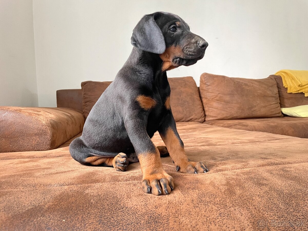 Doberman šteniatká - 2