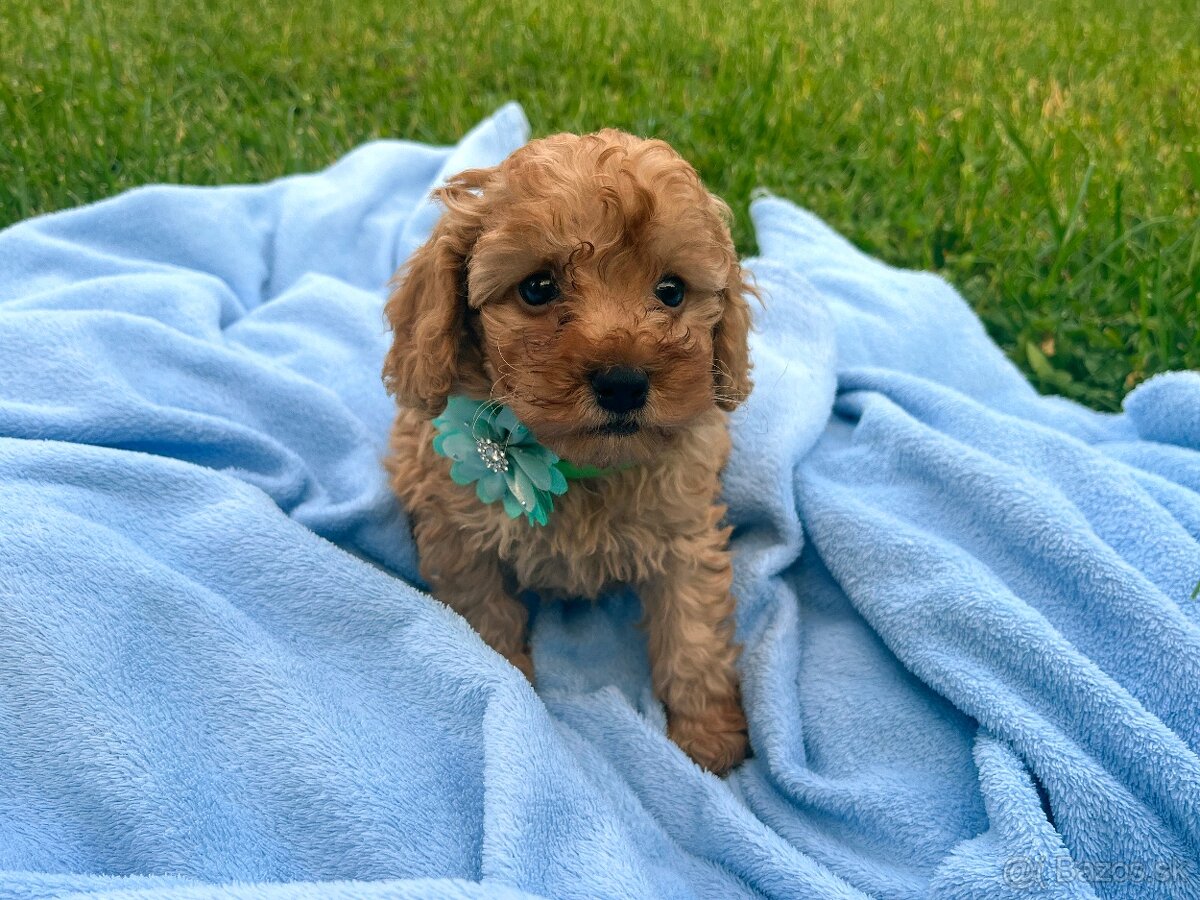 Pudel / pudlík - trpaslíči, šteniatka chlapci - 2