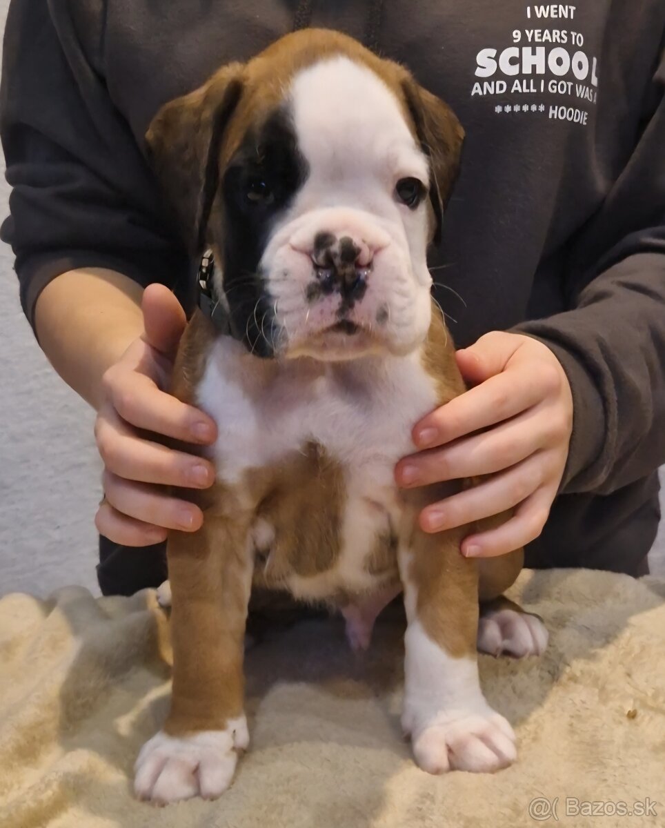 Nemecky boxer s pp - psík - 2