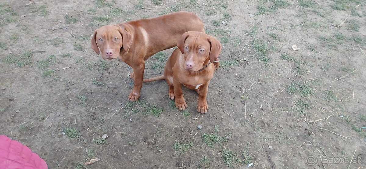 Rhodesian Ridgeback - 2