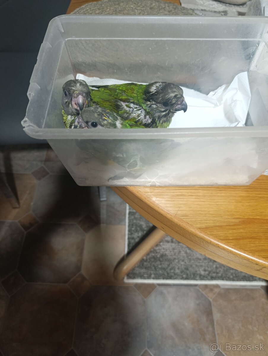 Predám exotické vtáctvo - 2