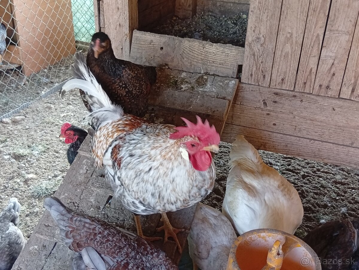 Predam kohutov. - 2