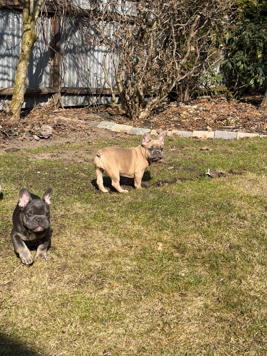 Francúzsky buldocek - 2