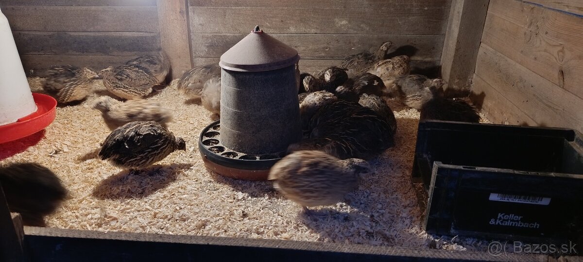 Japonske prepelice - 2