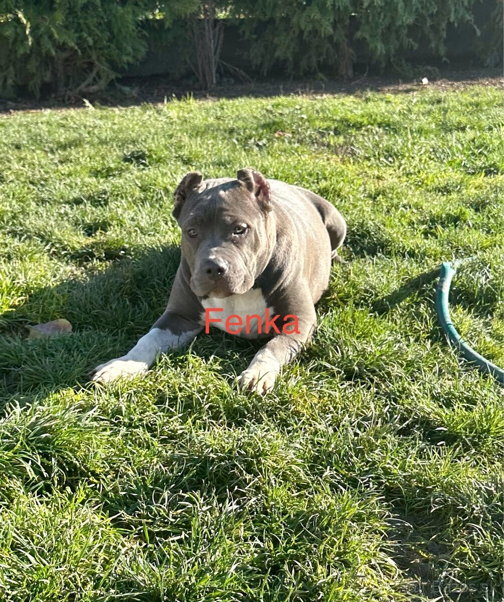 American Bully XL - 20
